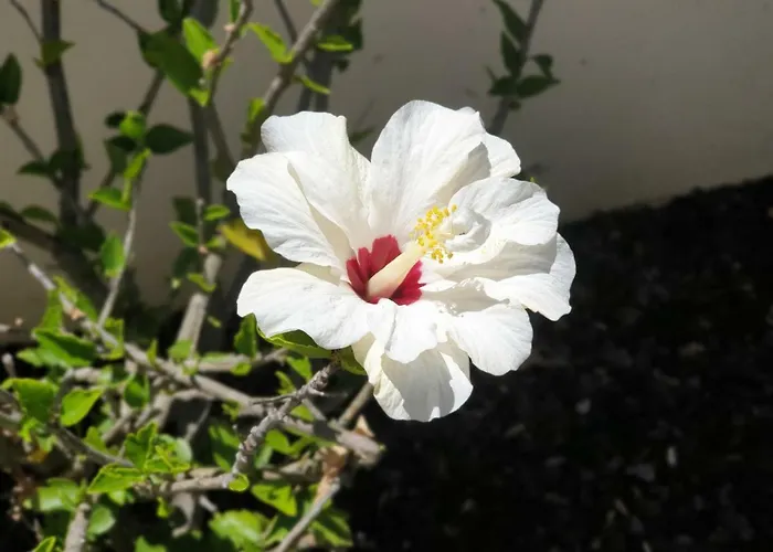 Oura V4 Marisa With Private Pool * אלבופיירה