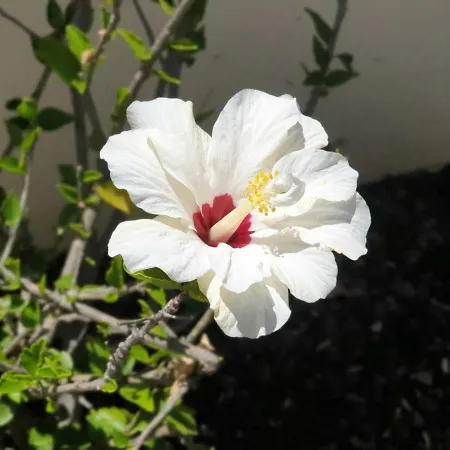 Oura V4 Marisa With Private Pool * Albufeira